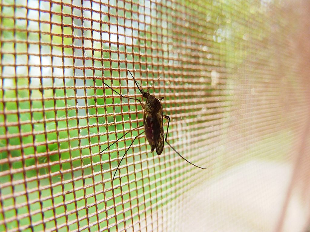 Importância das Telas Mosquiteiras em Janelas Tela mosquiteira proteção do seu espaço e manter os insetos afastados.